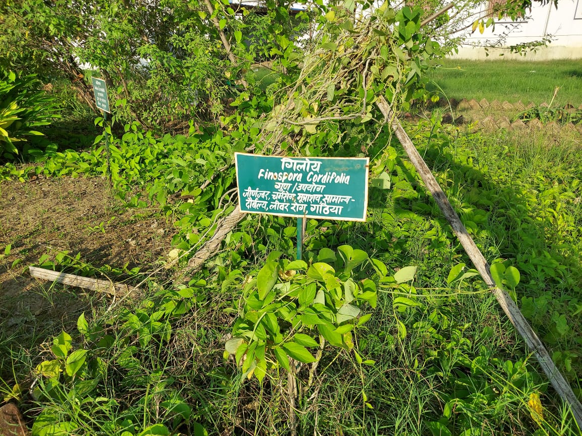 Brahmi Plant